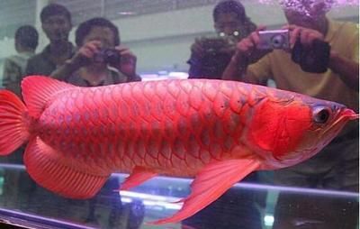 紅龍魚的最低水溫多少？：紅龍魚最低水溫多少