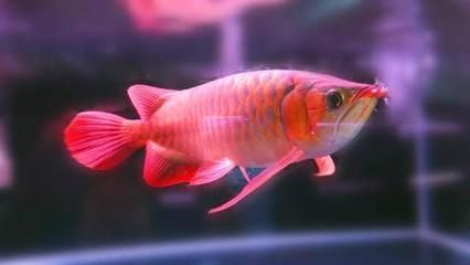 龍魚要打氧氣嗎：養殖龍魚時，需要打氧氣取決于多個因素，以免造成不必要的麻煩