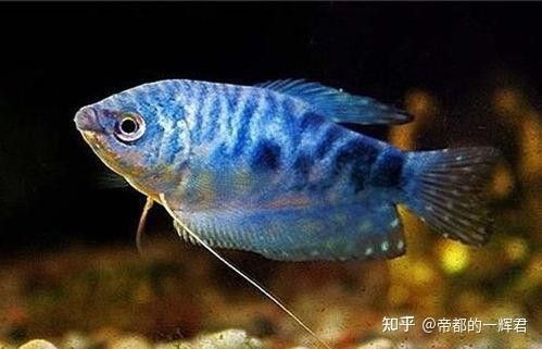 藍曼龍魚需要打氧嗎