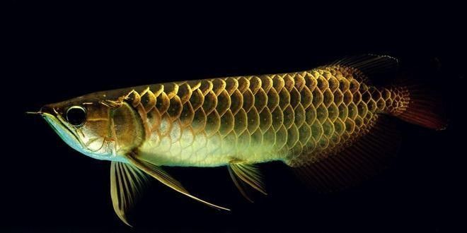 非洲黑龍魚 龍魚之巔