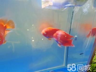 龍魚和招財貓哪個好養 龍魚和招財貓哪個好養 龍魚百科 第4張