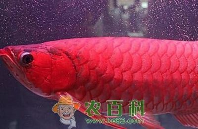 紅龍魚對水溫的要求是什么：紅龍魚對水溫的要求