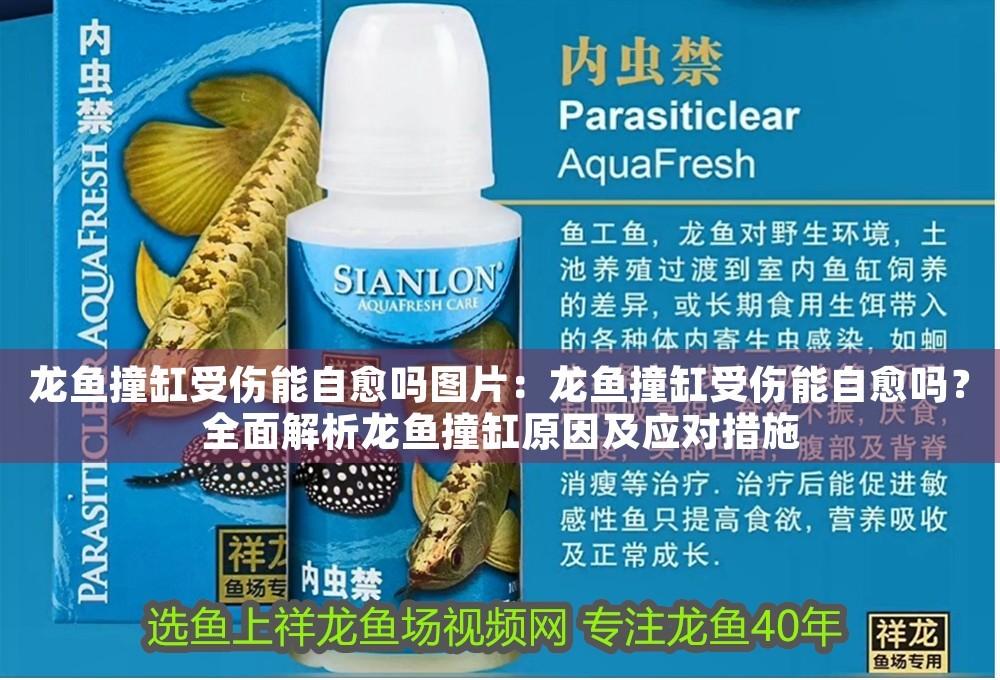 龍魚撞缸受傷能自愈嗎圖片：龍魚撞缸受傷能自愈嗎？全面解析龍魚撞缸原因及應對措施
