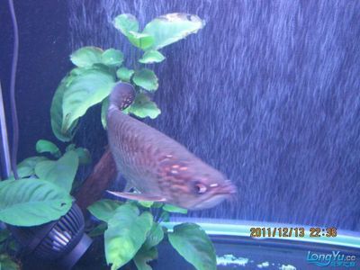 龍魚倒缸步驟：龍魚倒缸步驟及注意事項(xiàng)