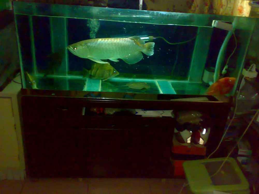 龍魚缸自制全過程（龍魚缸底濾系統diy,超白玻璃選購指南,）