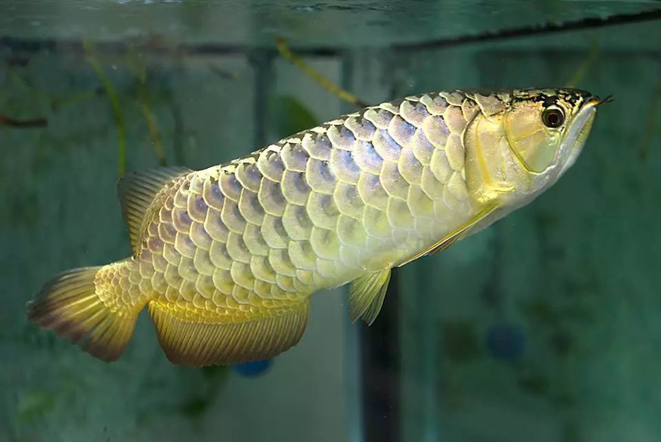 龍魚藥什么牌子的好：aquael龍魚藥適用病癥介紹aquael龍魚藥適用病癥介紹