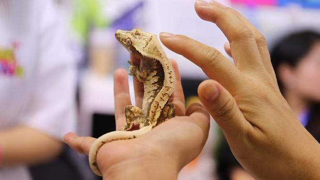 觀賞魚品種最新趨勢：2024年觀賞魚品種的最新趨勢