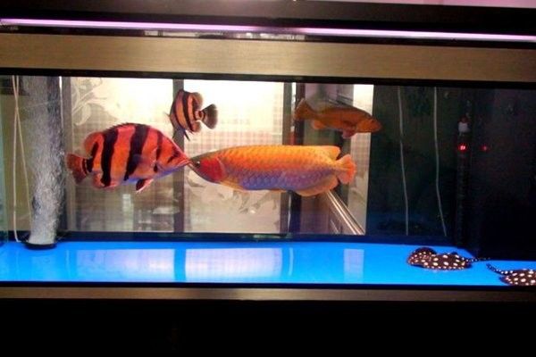 龍魚缸的最佳高度是多少