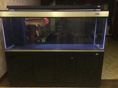 養紅龍魚視頻講座全集播放下載安裝（養紅龍魚視頻講座全集播放下載安裝）