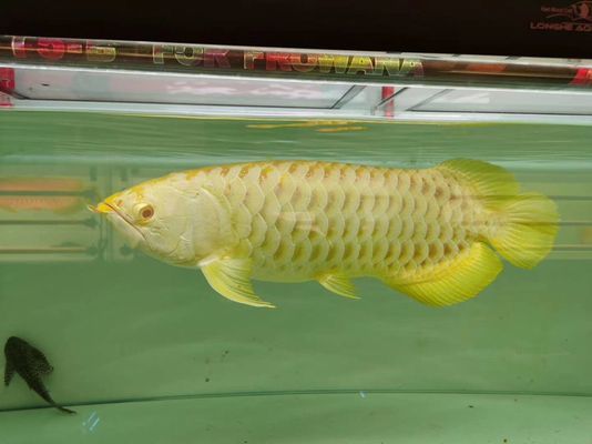 龍魚最佳喂食時間是幾點(diǎn)到幾點(diǎn)：龍魚的喂食時間 龍魚最佳喂食時間是幾點(diǎn)到幾點(diǎn)：龍魚的喂食時間 龍魚百科 第2張