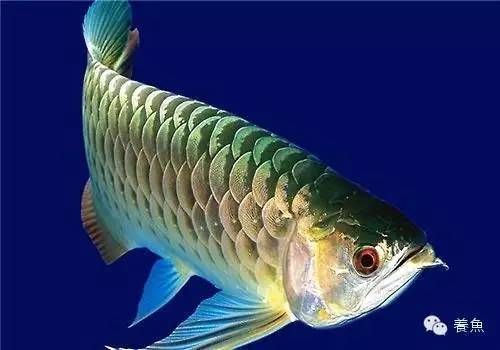 龍魚最佳喂食時間是幾點(diǎn)到幾點(diǎn)：龍魚的喂食時間 龍魚最佳喂食時間是幾點(diǎn)到幾點(diǎn)：龍魚的喂食時間 龍魚百科 第1張