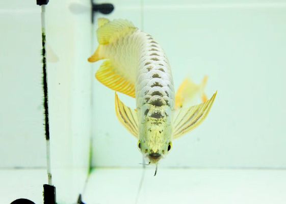 龍魚最佳喂食時間是幾點(diǎn)到幾點(diǎn)：龍魚的喂食時間 龍魚最佳喂食時間是幾點(diǎn)到幾點(diǎn)：龍魚的喂食時間 龍魚百科 第3張