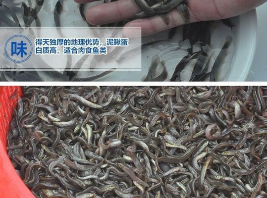 給龍魚喂泥鰍需要去除內(nèi)臟嗎：泥鰍喂魚應(yīng)該去內(nèi)臟嗎