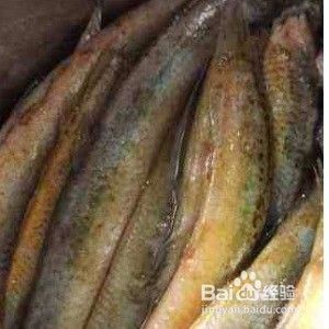 給龍魚喂泥鰍需要去除內(nèi)臟嗎：泥鰍喂魚應該去內(nèi)臟嗎