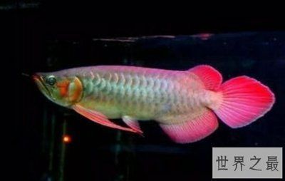 龍魚的暴躁行為分析（龍魚為什么會暴躁？）