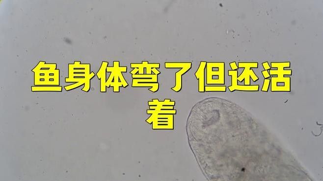 龍魚身體彎曲可以自愈嗎？