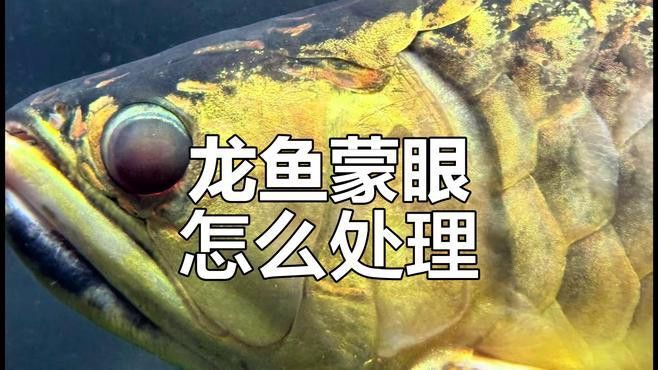 如何判斷銀龍魚蒙眼是否好轉？