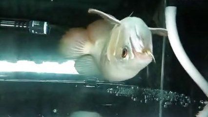 龍魚吃烏龜能消化嗎：烏龜吃烏龜能消化嗎？