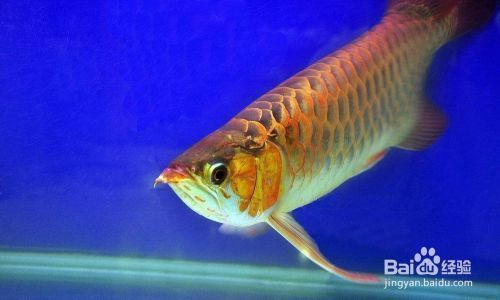 龍魚可以吃小魚嗎：如何給龍魚消毒小魚