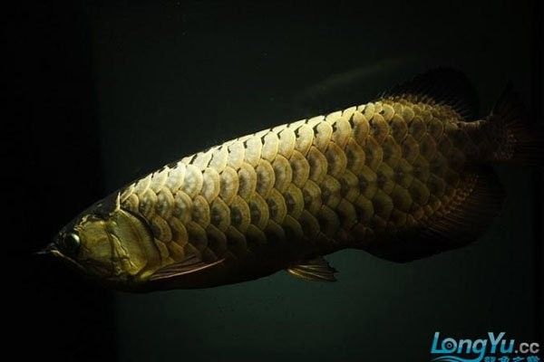 銀龍魚身上魚鱗發白怎么回事