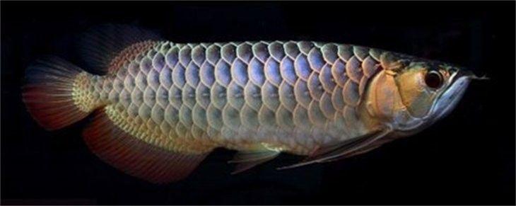 銀龍魚身上魚鱗發白怎么回事