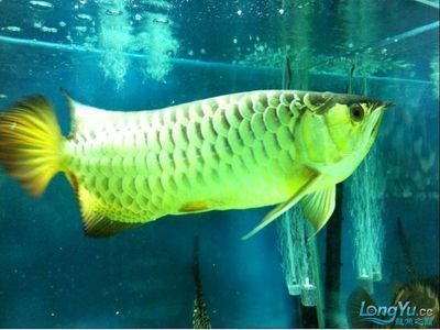 龍魚(yú)一直在水面抬頭游怎么回事：龍魚(yú)一直在水面抬頭游動(dòng)可能由多種因素引起，飼養(yǎng)者應(yīng)及時(shí)檢查