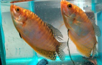 黃曼龍魚好養嗎：關于黃曼龍魚飼養的一些問題