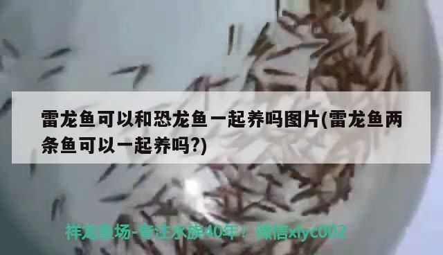 雷龍魚可以和恐龍魚一起養(yǎng)嗎，雷龍魚可以和恐龍魚一起養(yǎng)嗎？ 雷龍魚可以和恐龍魚一起養(yǎng)嗎，雷龍魚可以和恐龍魚一起養(yǎng)嗎？ 龍魚百科 第2張