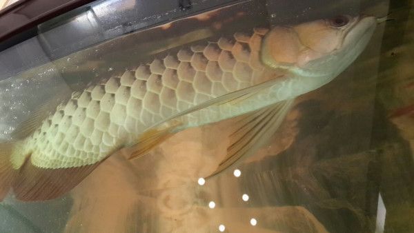 金龍魚3天不吃東西（家里養龍魚不吃東西怎么辦）