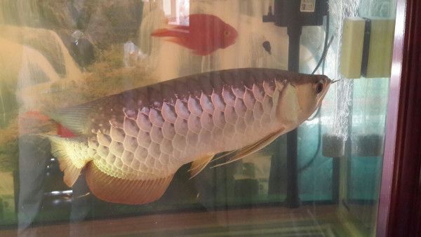 金龍魚3天不吃東西（家里養龍魚不吃東西怎么辦）