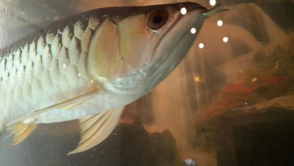 金龍魚3天不吃東西（家里養龍魚不吃東西怎么辦）