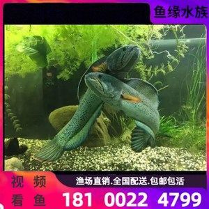 龍魚一個眼鏡有鼓泡怎么回事（龍魚眼睛出現鼓泡可能是由多種因素引起的，龍魚眼睛鼓泡怎么回事）