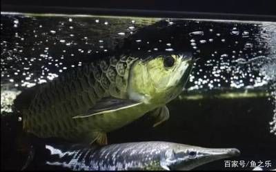 龍魚(yú)與白鯊混養(yǎng)的可能性（龍魚(yú)和白鯊可以混養(yǎng)嗎？）