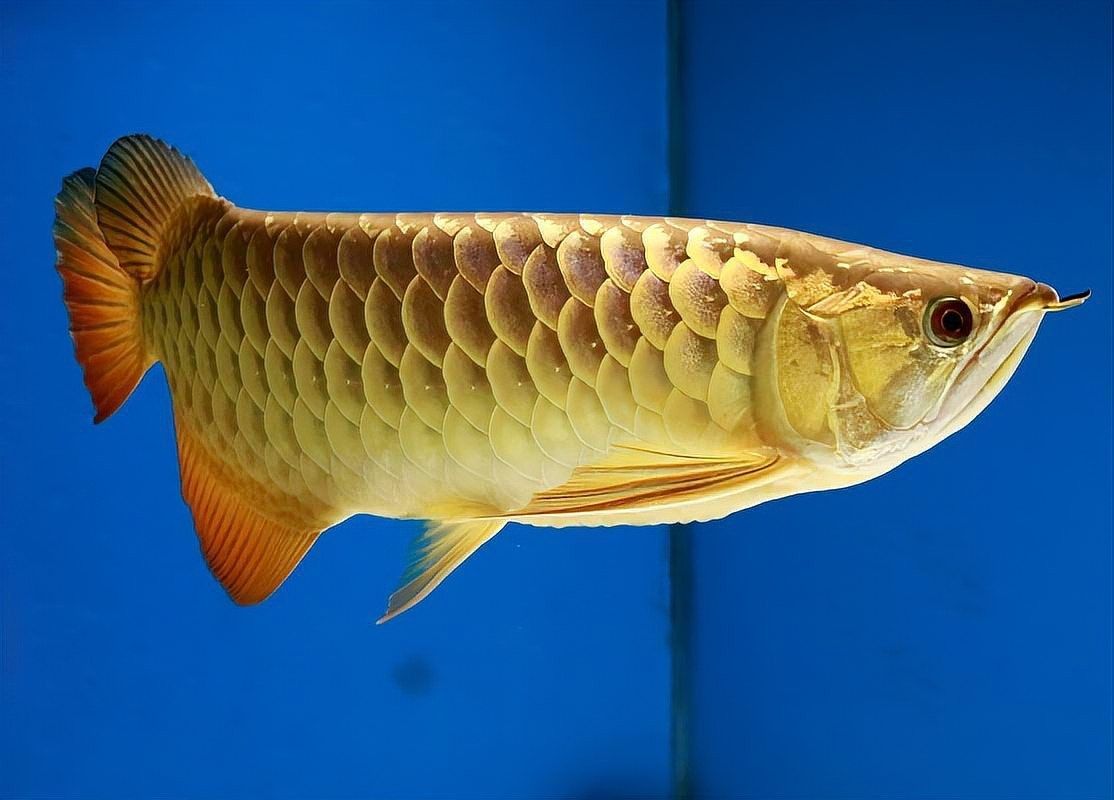 高背金龍魚發色不均勻的原因