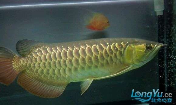 高背金龍魚發色不均勻的原因