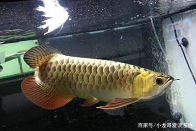 高背金龍魚發色不均勻的原因