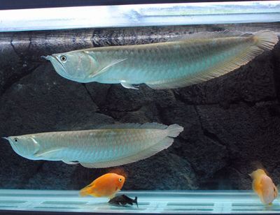 金龍魚好還是銀龍魚好（金龍魚和銀龍魚哪個好）