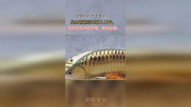 龍魚不吃魚糧能活多久呀怎么辦：健康的龍魚在不吃魚糧的情況下可以存活2個月左右