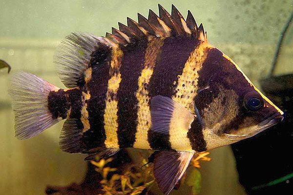 龍魚(yú)適應(yīng)多少度水溫：龍魚(yú)適應(yīng)溫度是多少攝氏度？科學(xué)飼養(yǎng)指南