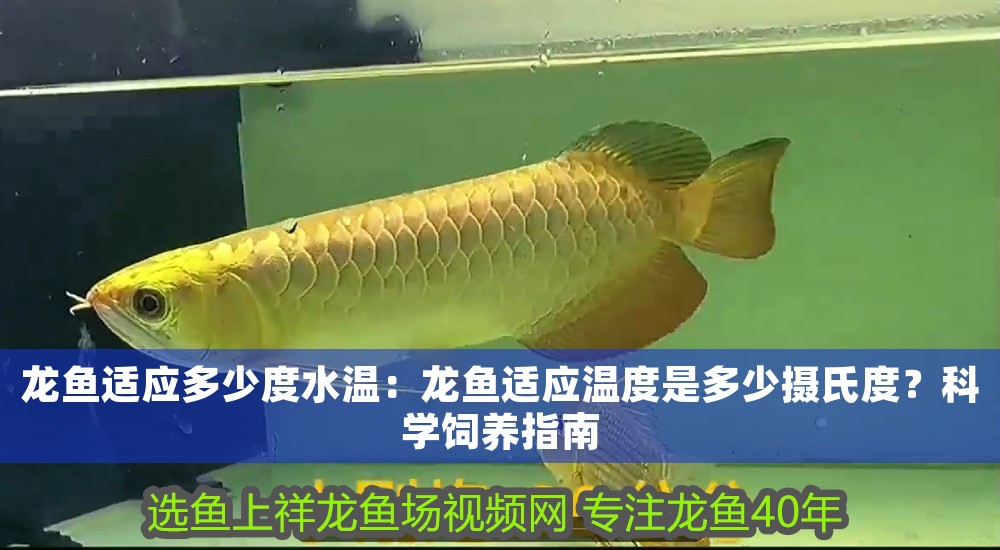 龍魚(yú)適應(yīng)多少度水溫：龍魚(yú)適應(yīng)溫度是多少攝氏度？科學(xué)飼養(yǎng)指南