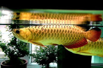 金龍魚成魚多長時間喂食最好