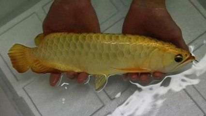 金龍魚成魚多長(zhǎng)時(shí)間喂食最好