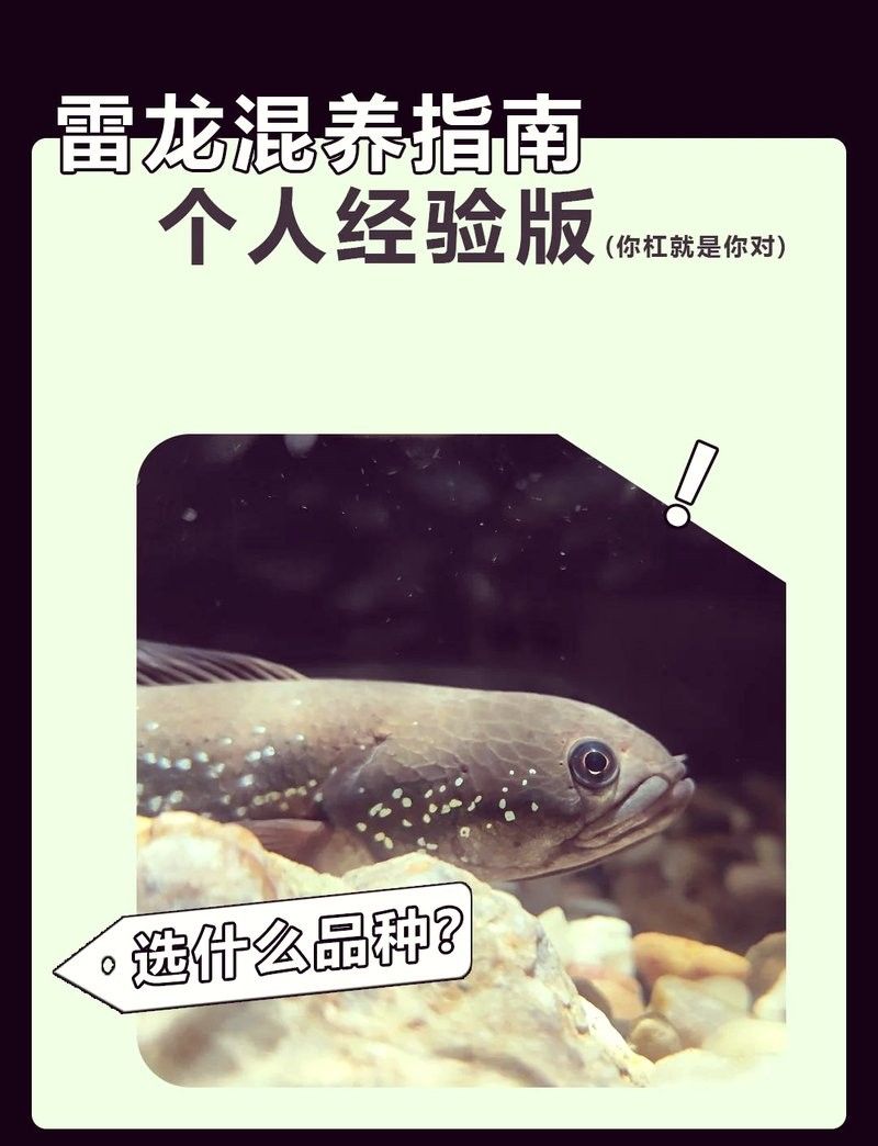 雷龍魚可以和鯊魚混養(yǎng)嗎 雷龍魚可以和鯊魚混養(yǎng)嗎 龍魚百科 第3張