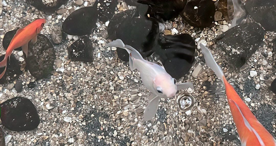 錦鯉是金魚嗎？