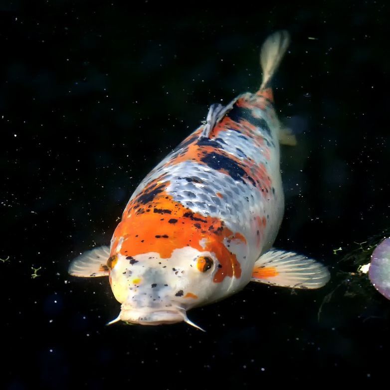 錦鯉是金魚嗎？