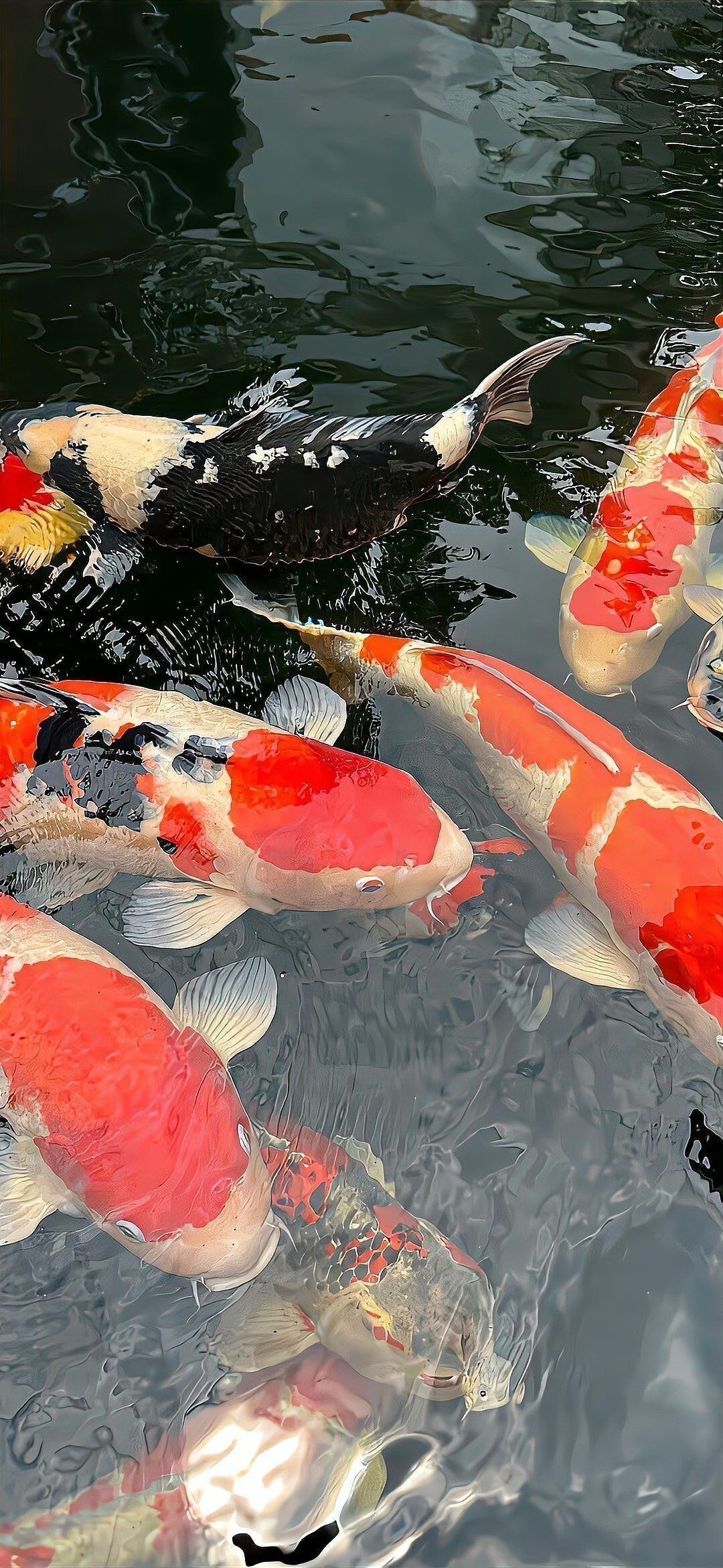 錦鯉是金魚嗎？