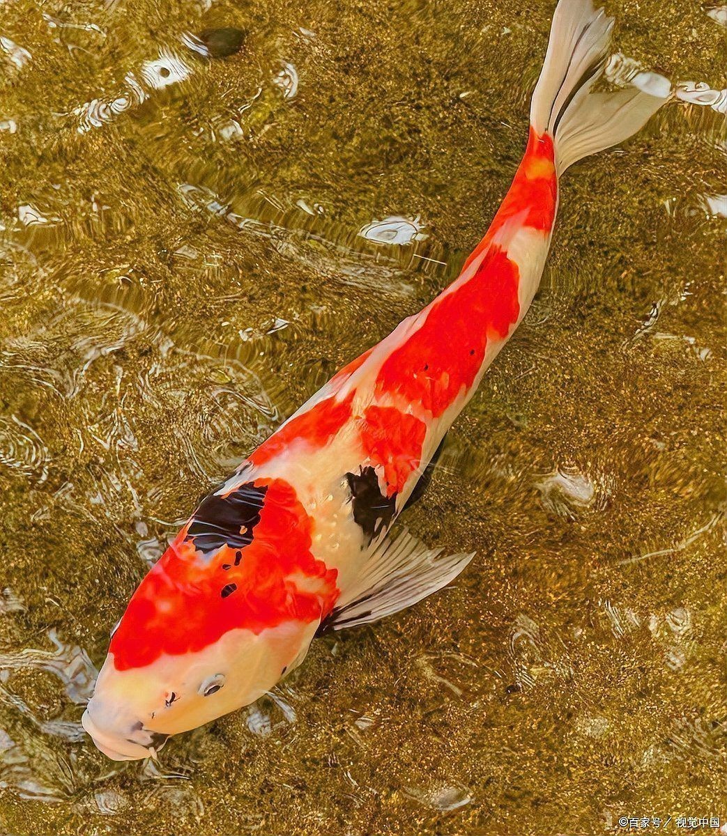 錦鯉是金魚嗎？