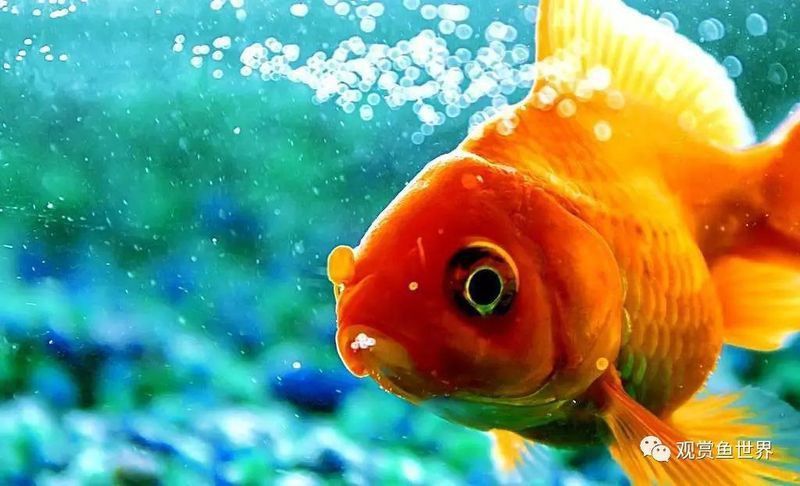 錦鯉是金魚嗎？
