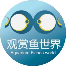 錦鯉是金魚嗎？