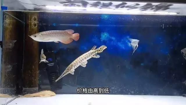 如何鑒別金龍魚品種和品相？